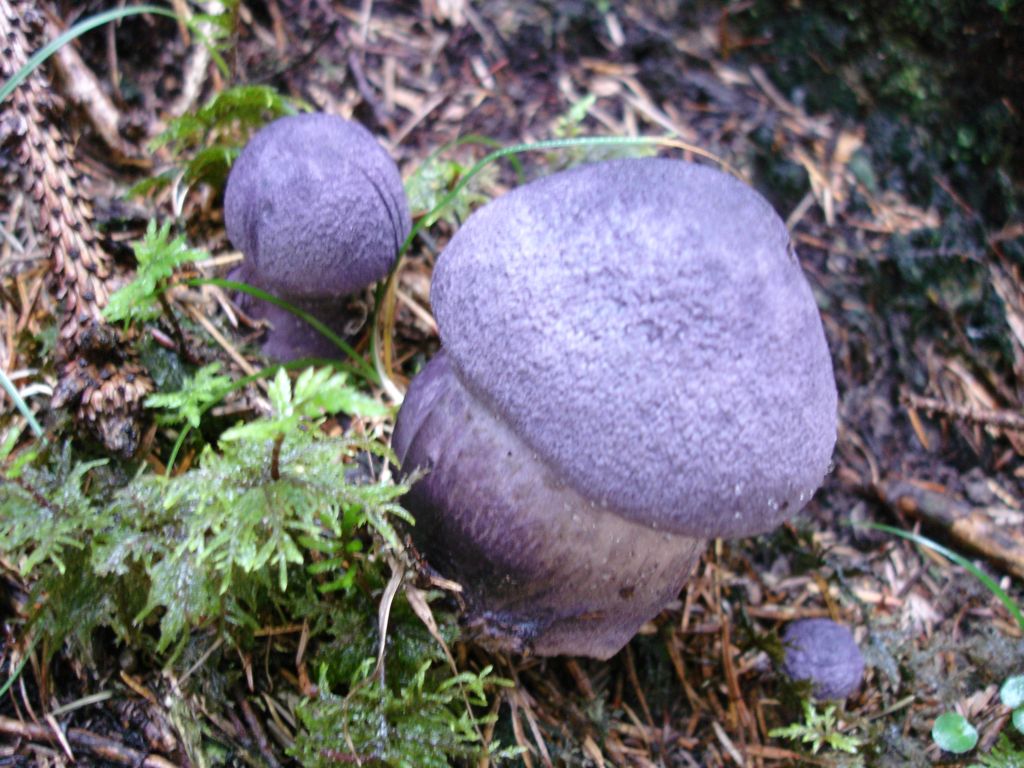 Cortinarius violaceus